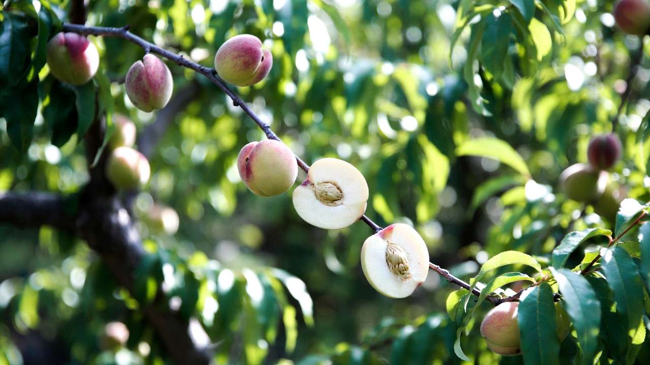 Flat donut peaches ripening on tree branch in backyard garden