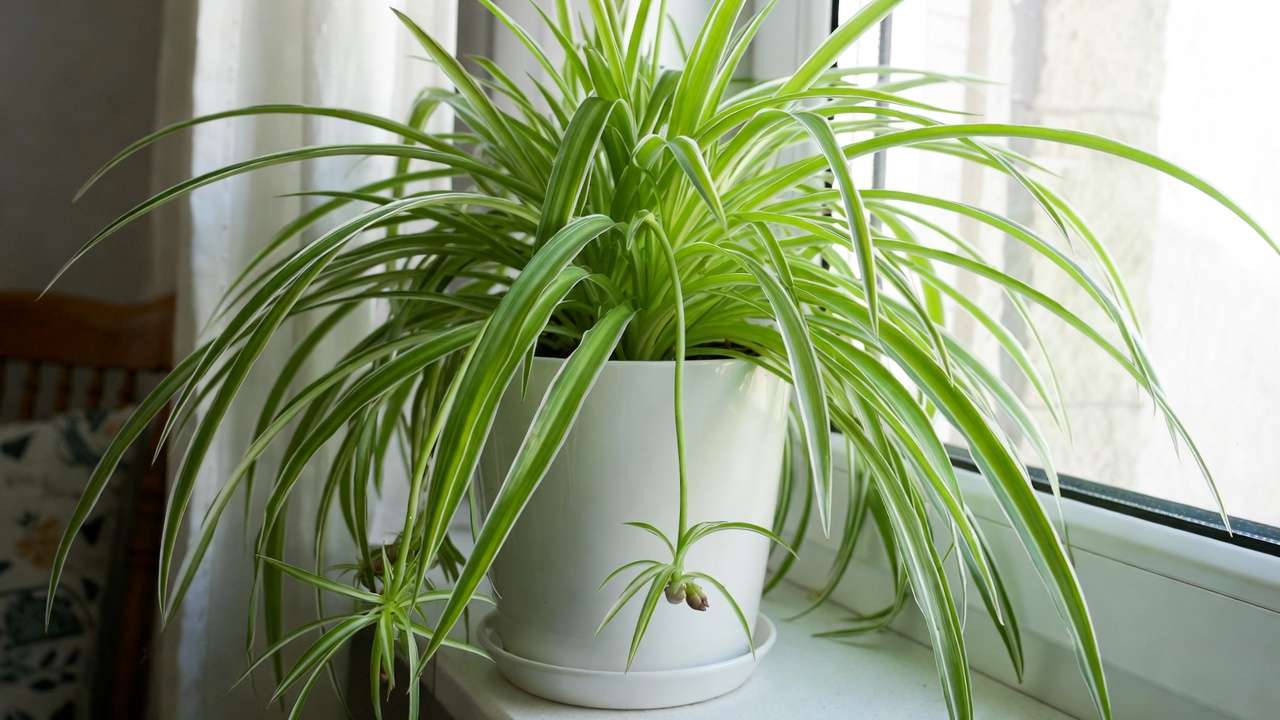 Spider plant with baby pups hanging in bright indoor space, excellent for removing indoor pollutants