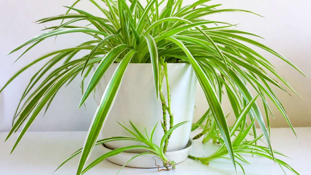 Spider Plant