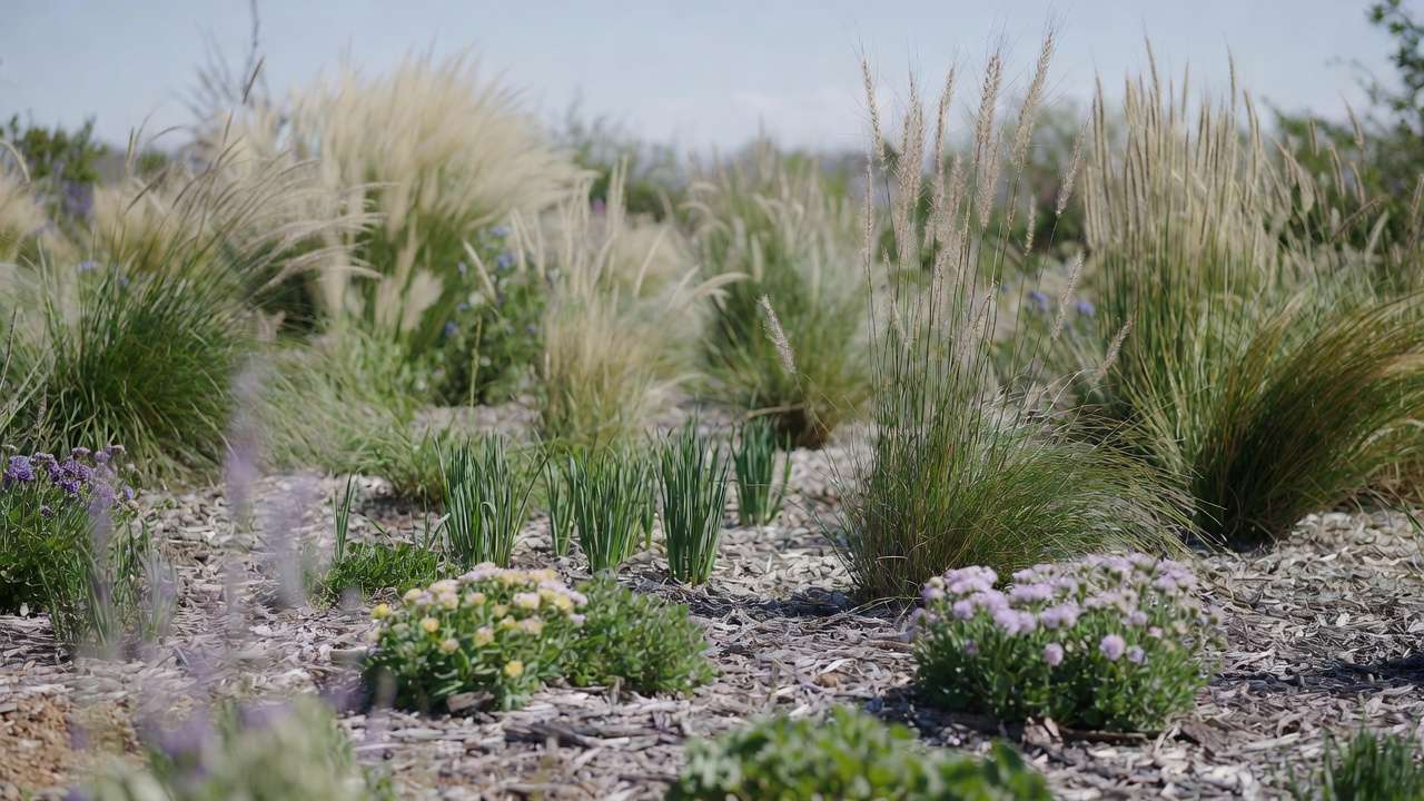 Spring xeriscape maintenance with cut-back grasses and fresh growth in low-water garden