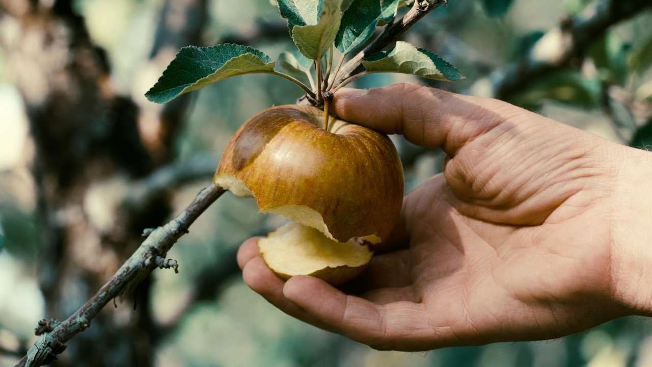 Gentle upward twist technique for harvesting apples with stem intact to protect tree spurs