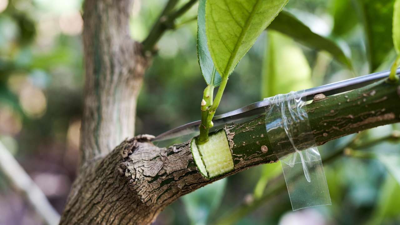 Close-up of T-bud grafting technique on citrus tree showing cambium alignment and tape wrapping