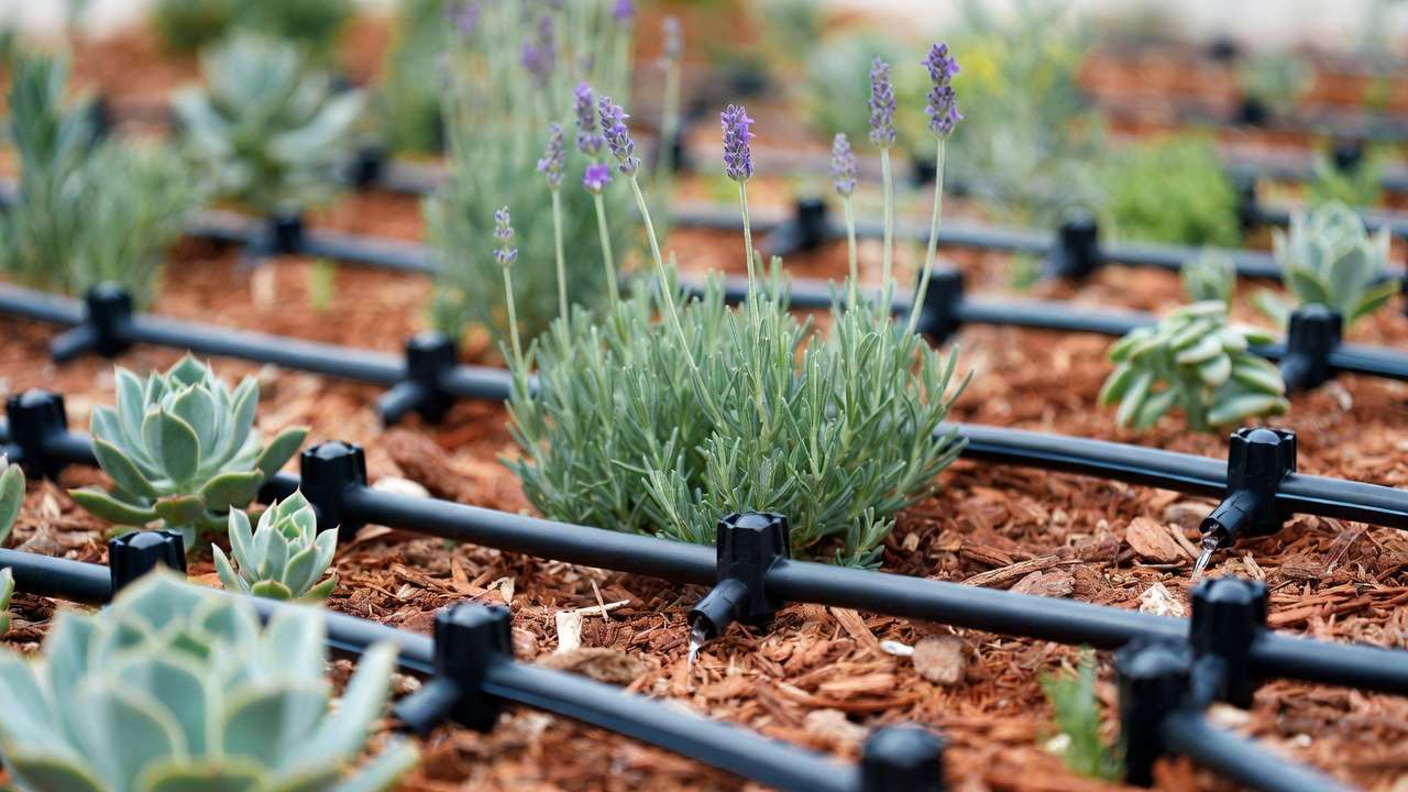 Drip irrigation setup in hydrozoned waterwise garden with emitters around drought-tolerant plants and mulch covering lines