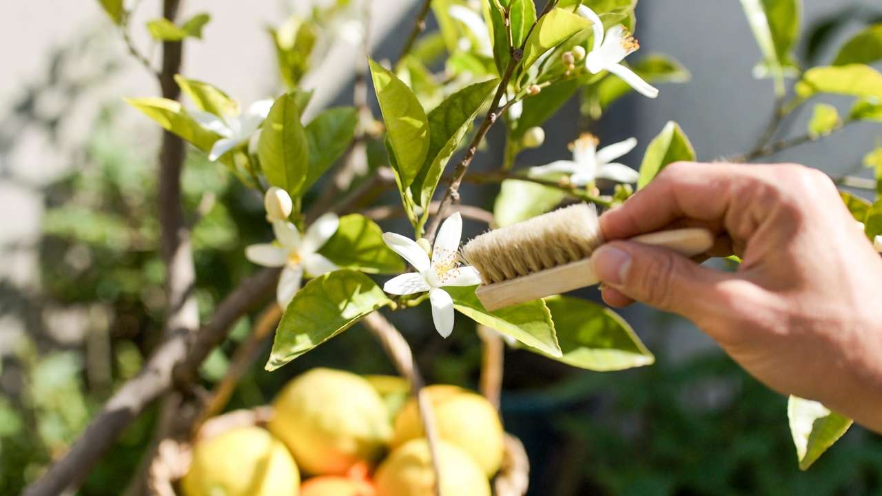 Step-by-step hand pollination of citrus flower using brush on tree branch