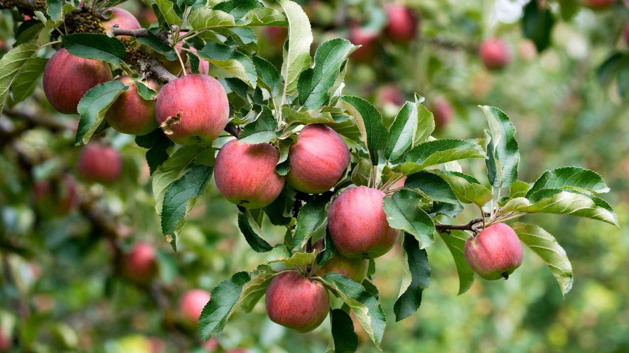 Close-up of ripe apples on a disease-resistant tree branch, demonstrating healthy low-maintenance growth