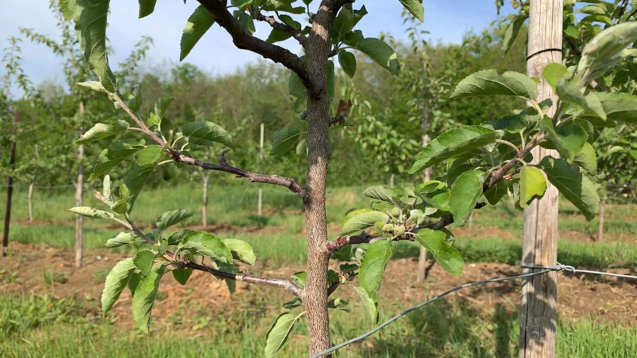 Modified central leader structure on young apple tree with properly spaced scaffold branch