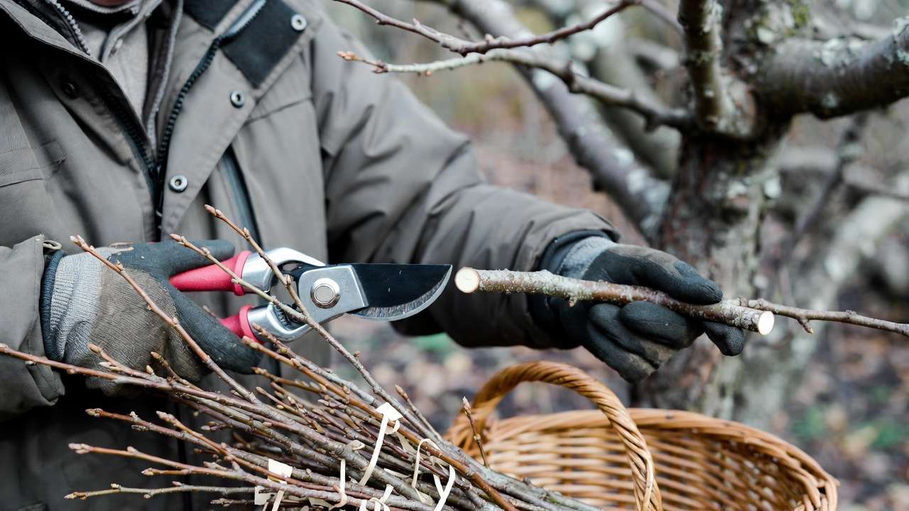 ardener collecting scion wood from dormant fruit tree using sterilized pruners in winter
