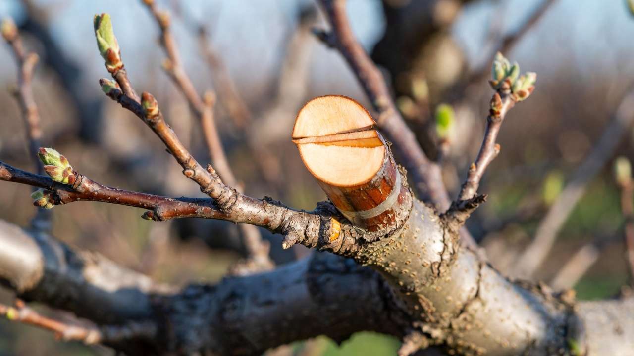 Close-up of whip-and-tongue grafting technique on apple tree branch in early spring with tape wrapping