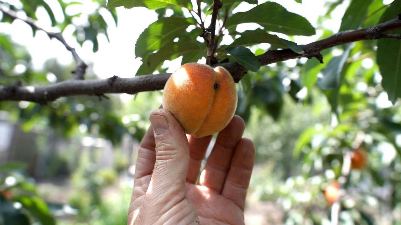 Hand gently picking ripe peach from tree demonstrating proper stone fruit harvesting technique