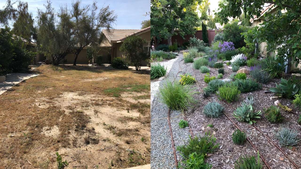 Before and after transformation from traditional lawn to beautiful drought-tolerant xeriscape in semi-arid climate