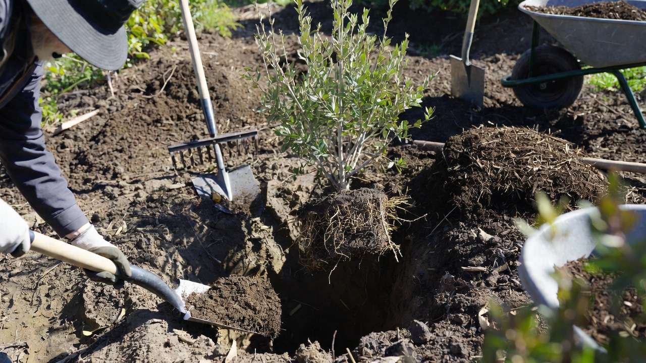 Gardener planting drought-tolerant privacy hedge with proper mulching in sunny yard for waterwise success