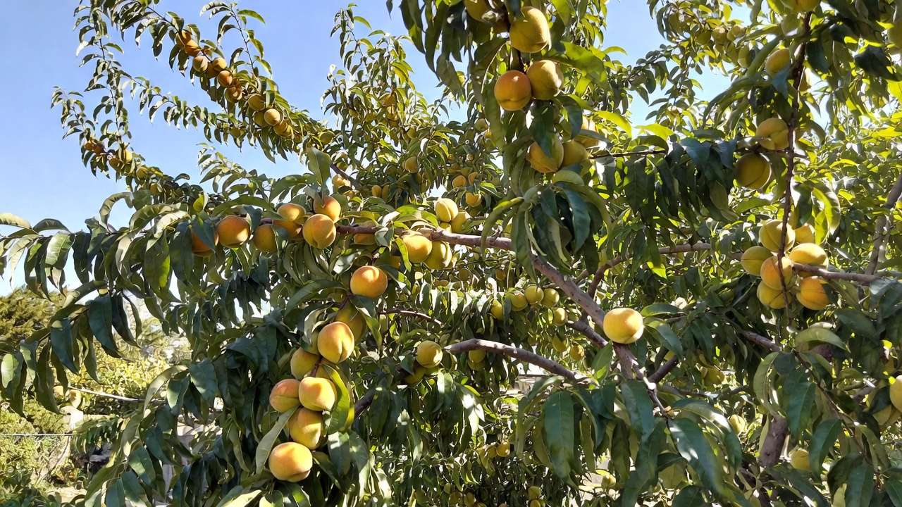 Disease-resistant peach tree bearing abundant ripe peaches with healthy foliage