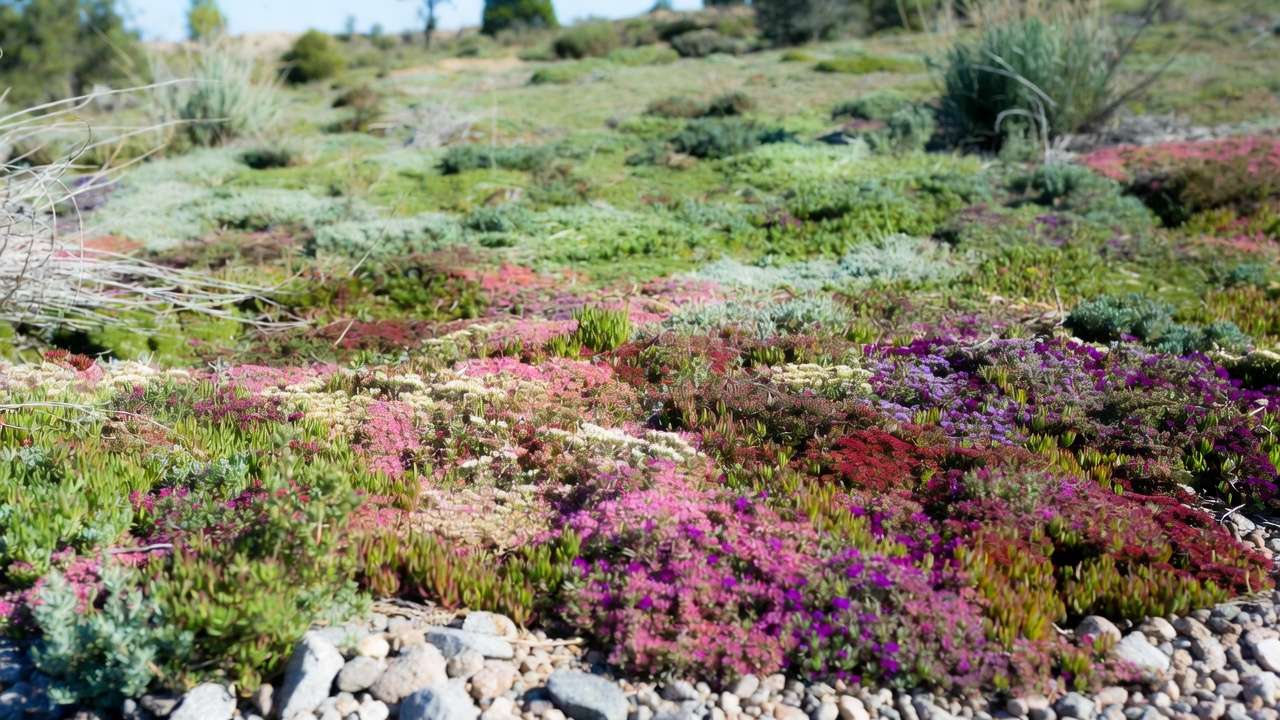 Dense creeping thyme and sedum ground cover shading soil to suppress weeds in xeric garden