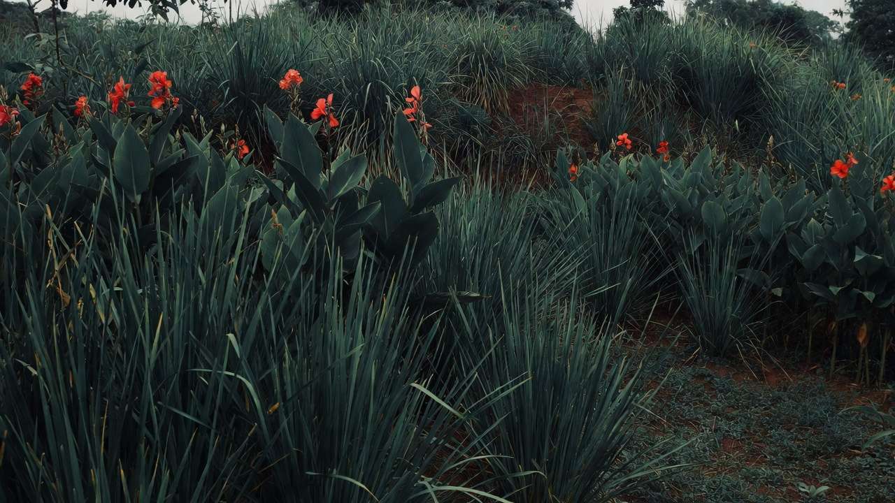 etiver grass and Canna in tall prairie-style rain garden for slope erosion control