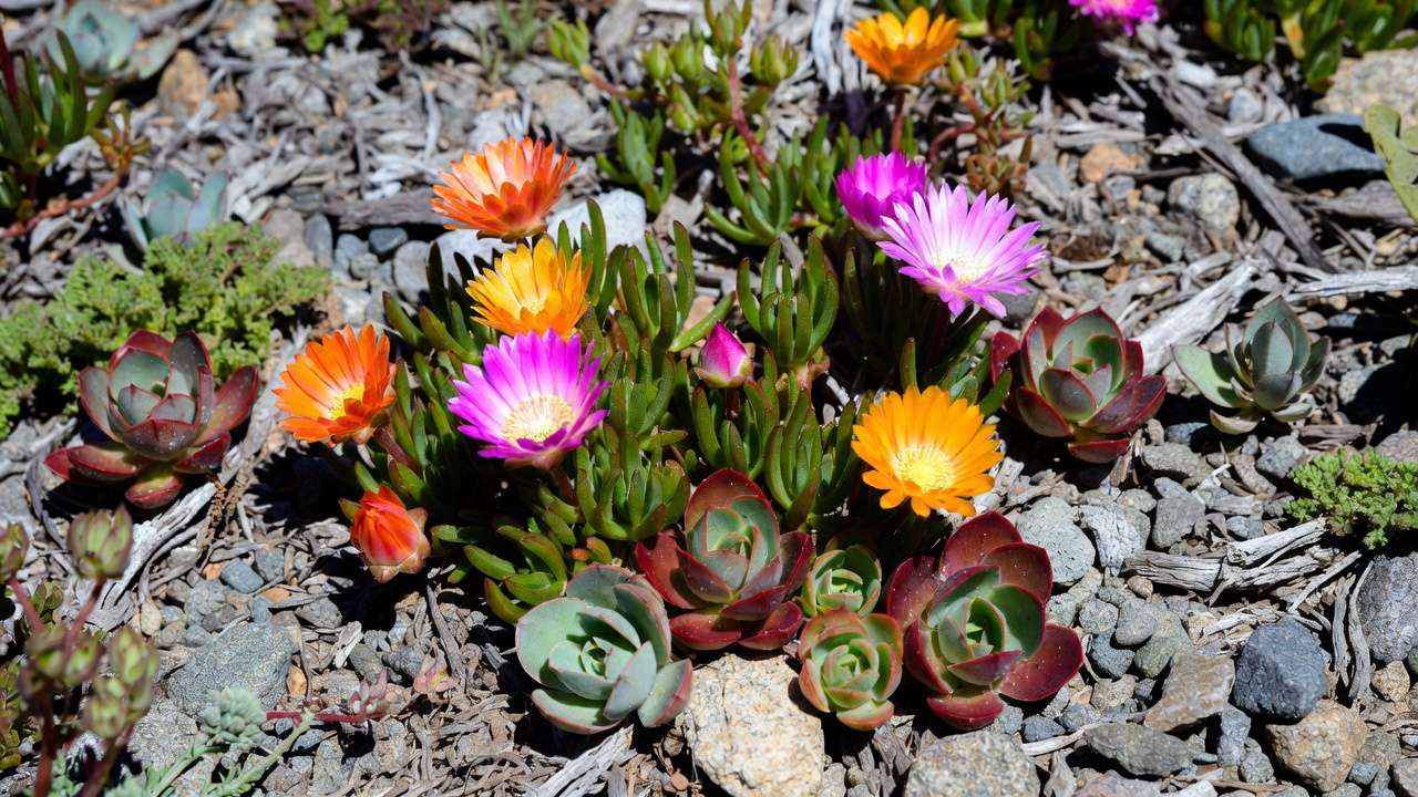 Close-up of fire-resistant succulents and groundcovers like ice plant and sedum for low-flammability landscaping