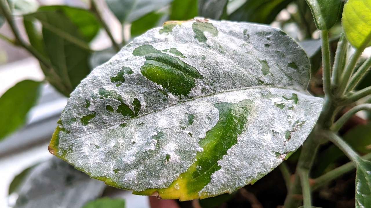 Close-up of powdery mildew on houseplant leaves showing white fungal coating from poor air circulation.