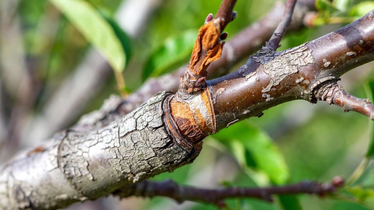 Close-up of common grafting failure showing dried shriveled scion and poor cambium contact on fruit tree branch