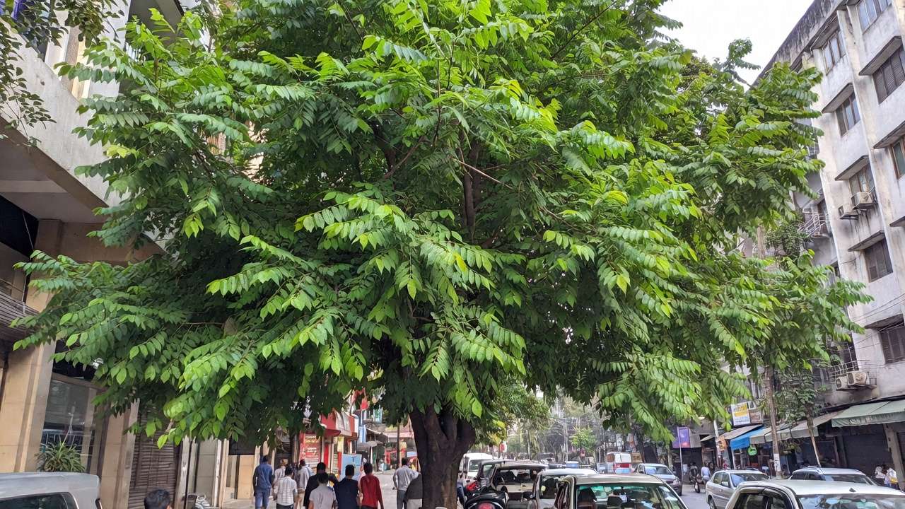 Healthy neem tree offering shade and cooling in a hot urban Dhaka street demonstrating benefits against heat island effect