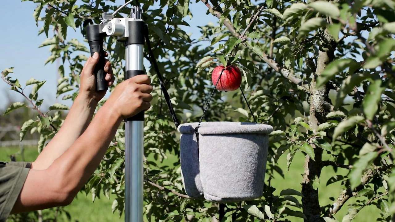 Using padded pole picker tool for safe reach and bruise-free apple harvesting from tall branches