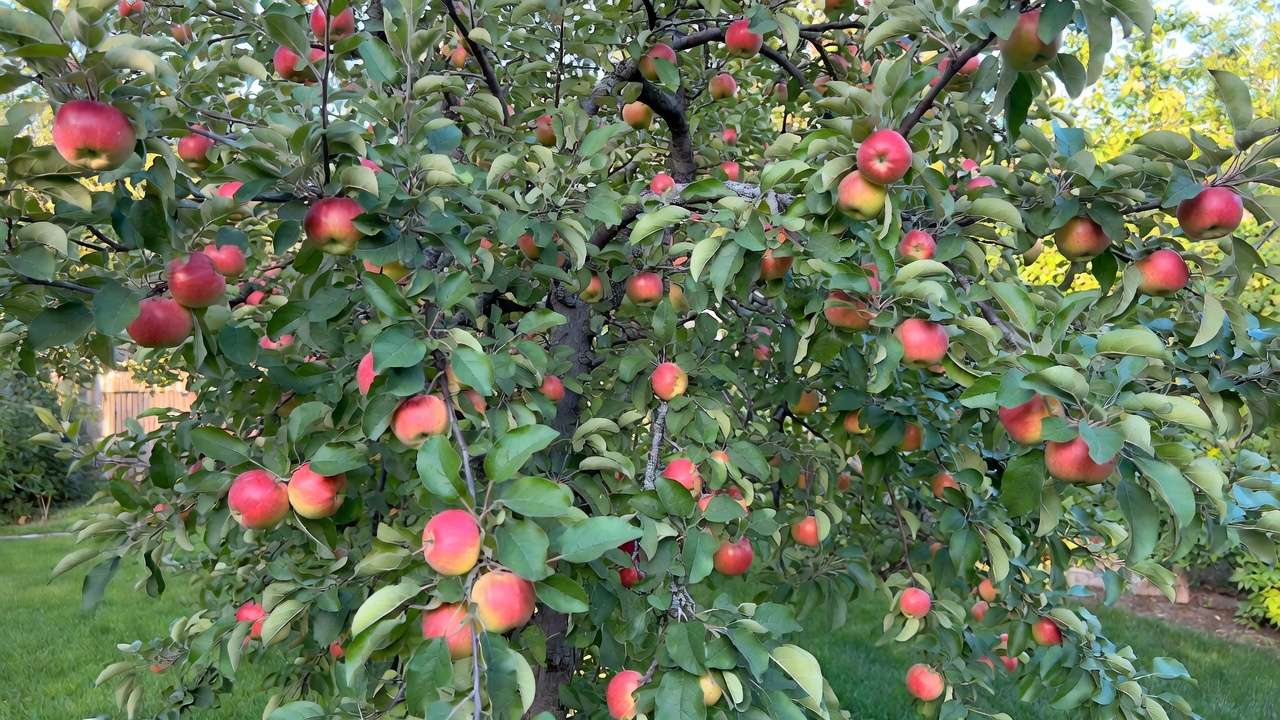 Ripe apples hanging on branches in a sunny home garden orchard