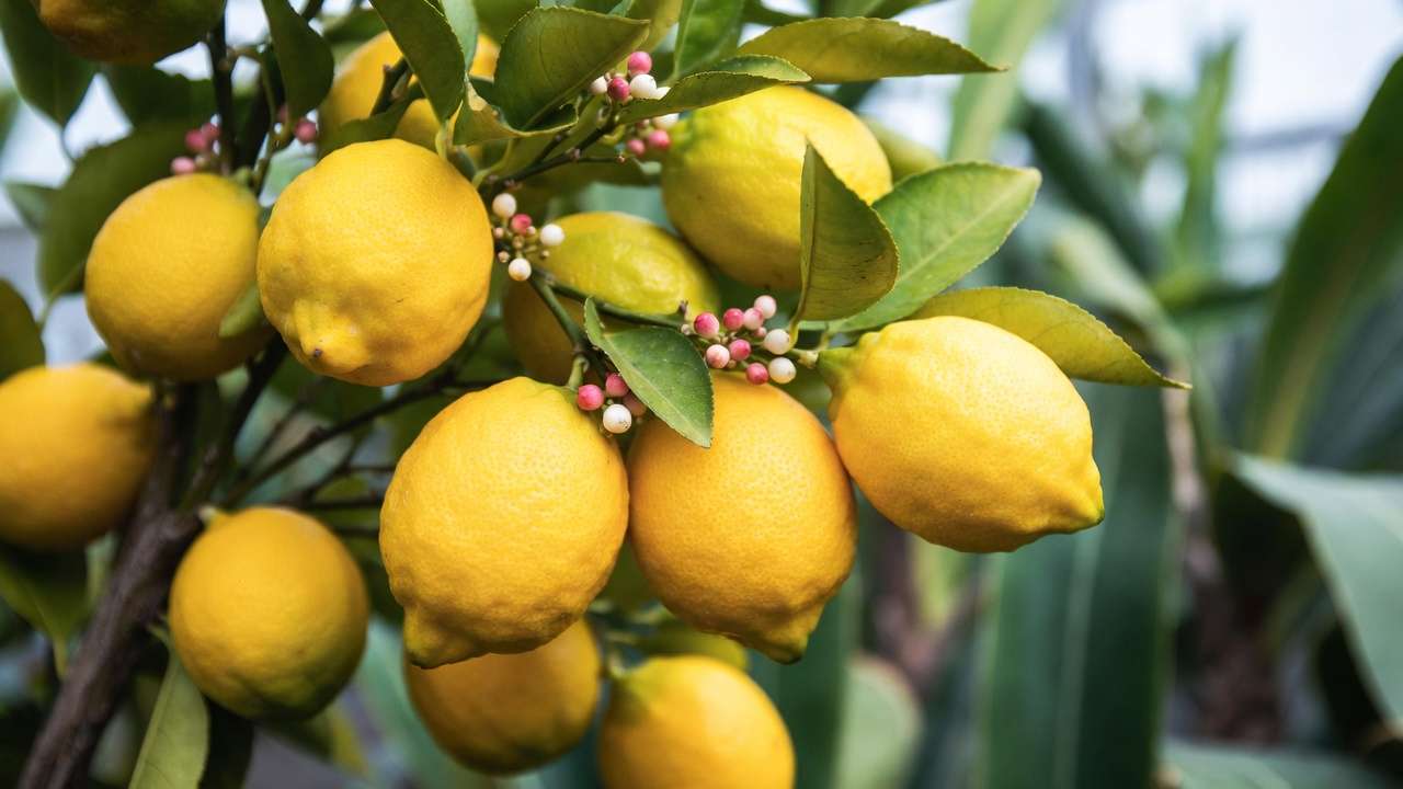 Ripe Meyer lemons and buds on a dwarf citrus tree branch in a greenhouse