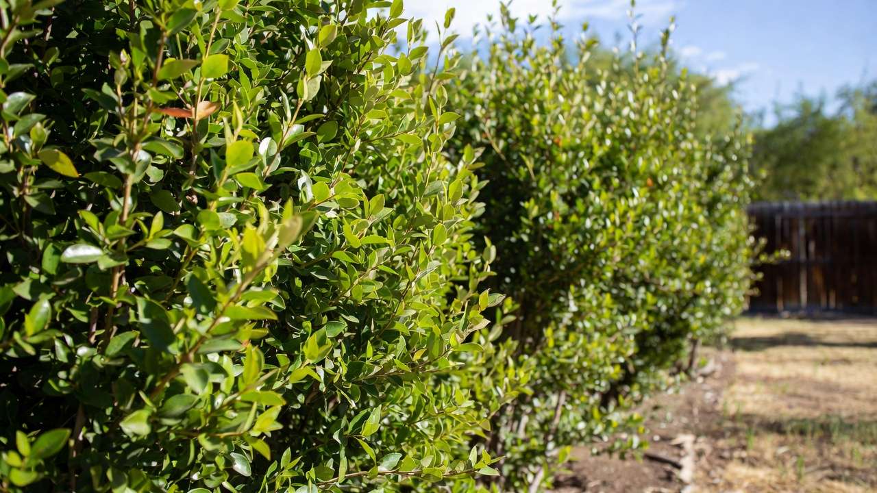 Dense drought-tolerant evergreen hedge creating effective backyard privacy in sunny xeriscape garden
