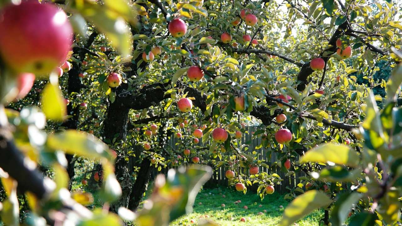 Healthy disease-resistant apple trees laden with ripe fruit in a low-maintenance home orchard
