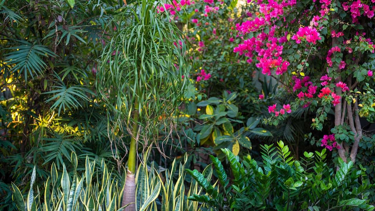 Lush low-water tropical garden with ponytail palm, snake plant, ZZ plant, and bougainvillea thriving in humid heat