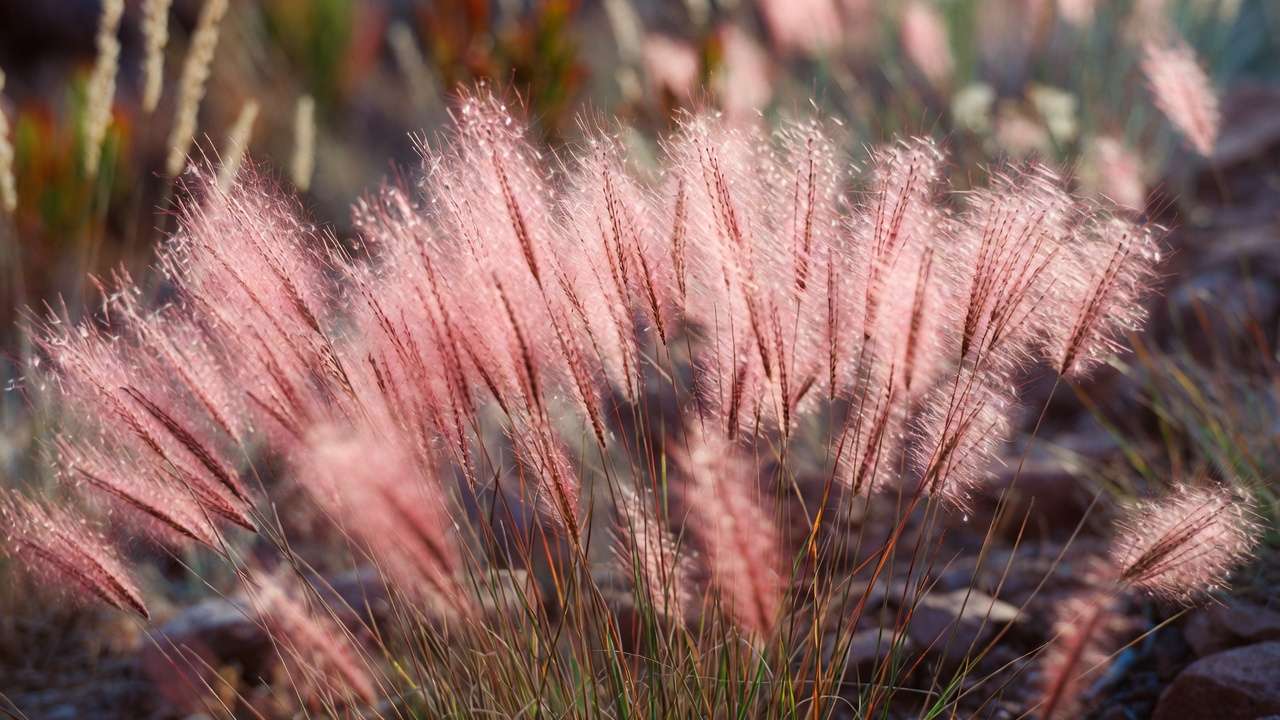 Pink Muhly Grass in full dramatic fall bloom in a dry xeriscape landscape