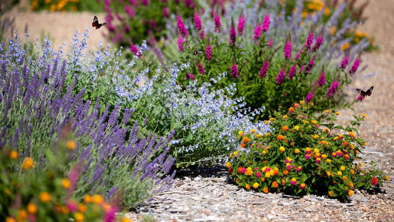 Vibrant low-water flowering shrubs including lavender, Russian sage, butterfly bush, and lantana blooming in a drought-tolerant garden