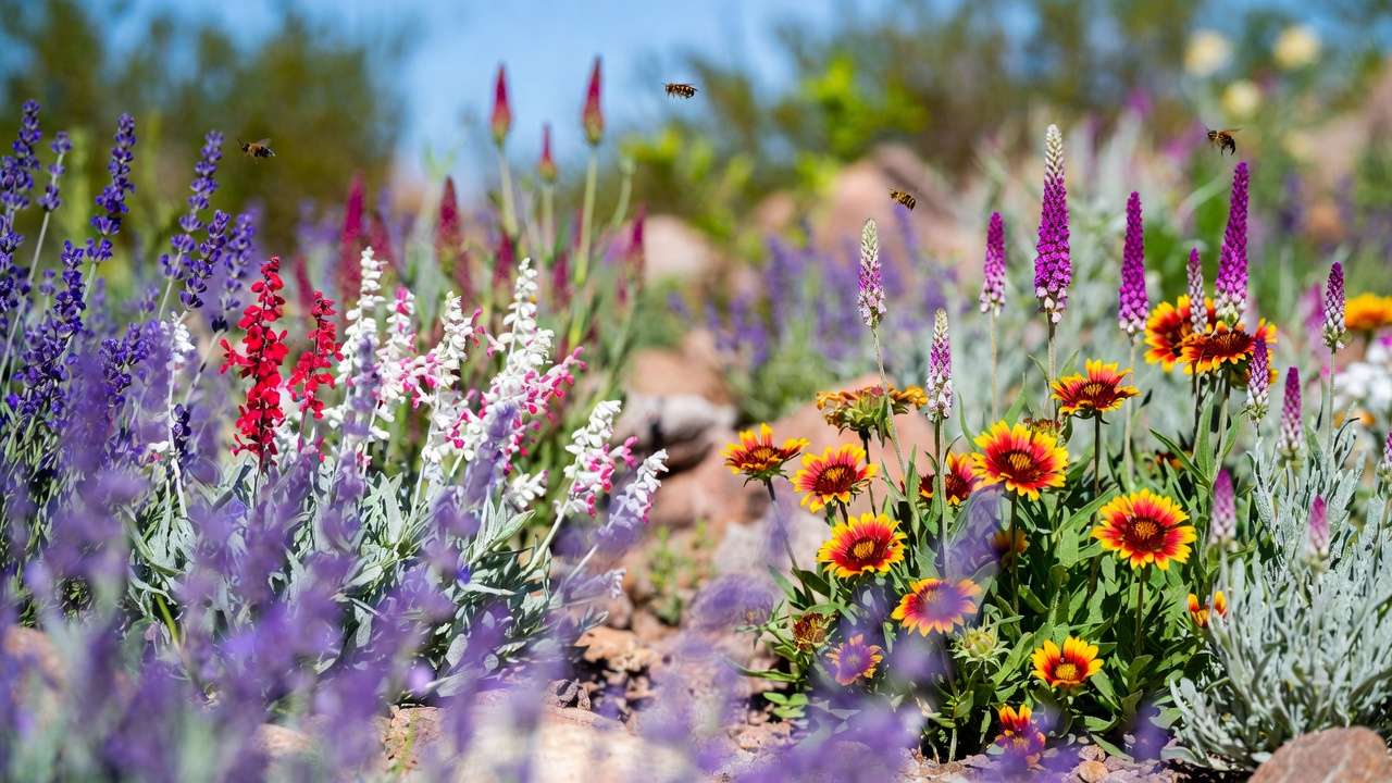 Blooming drought-tolerant perennials including lavender, salvia, gaillardia, and agastache in a sunny hot-climate garden