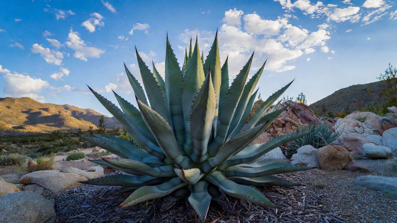 Blue-gray Agave parryi rosette thriving in a drought-tolerant Southwestern xeriscape garden
