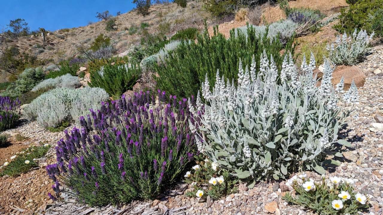Drought-tolerant shrubs like lavender and Russian sage thriving in a low-water xeriscape garden.