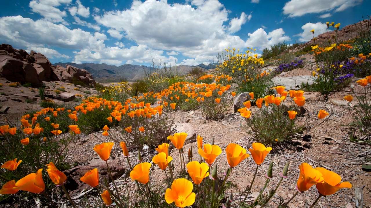 Vibrant California poppies and desert marigolds blooming in an arid wildflower landscape for drought-tolerant gardening