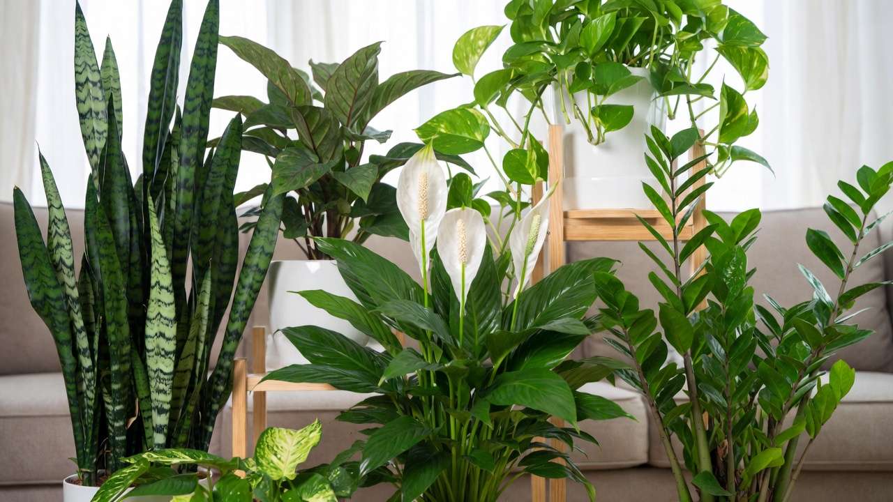 Healthy air-purifying houseplants including snake plant, pothos, peace lily, and ZZ plant