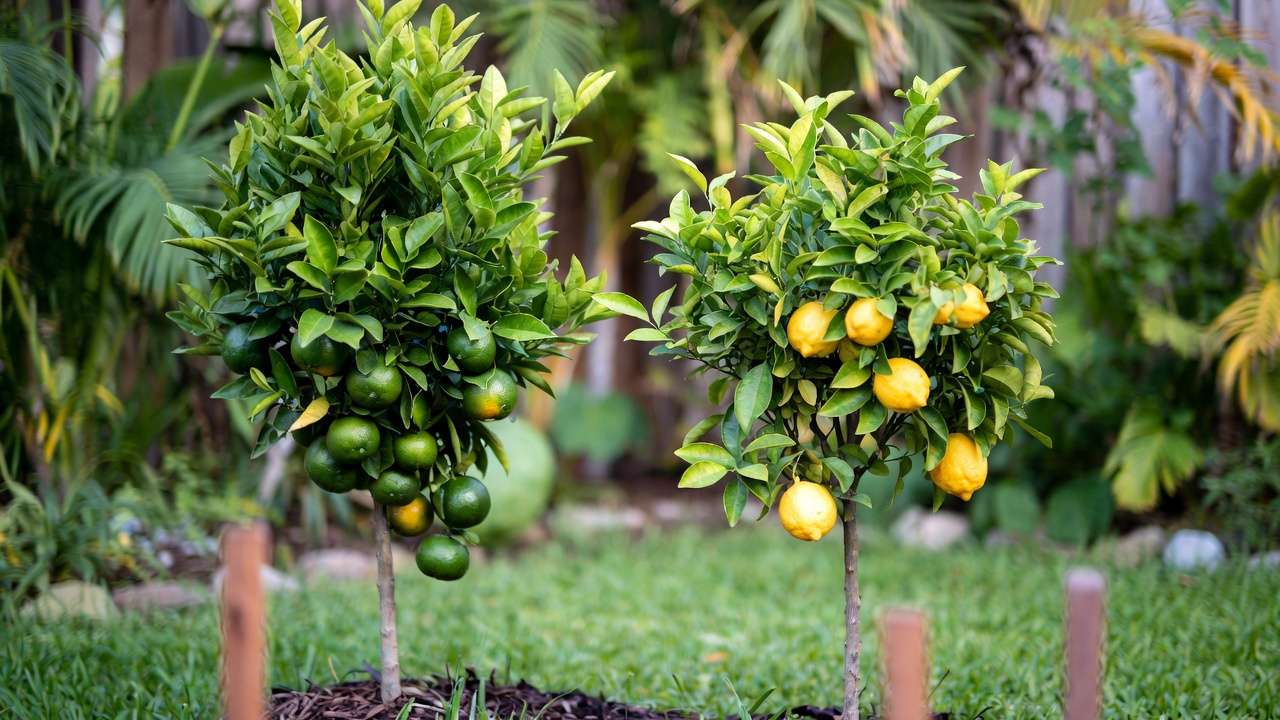 Compact dwarf citrus trees on rootstocks bearing abundant fruit in a small home garden, showcasing space-saving benefits