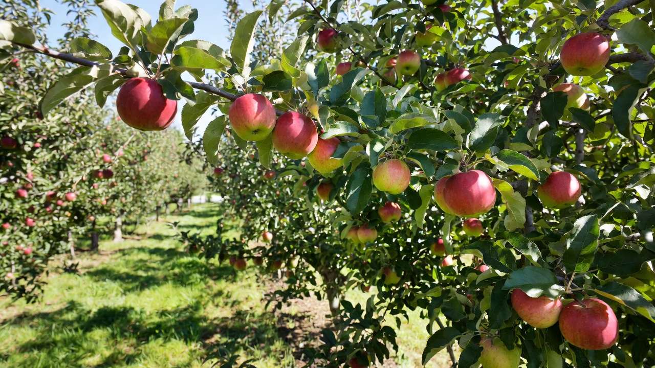 Healthy Liberty apple tree branches heavy with ripe, disease-resistant apples in a sunny orchard