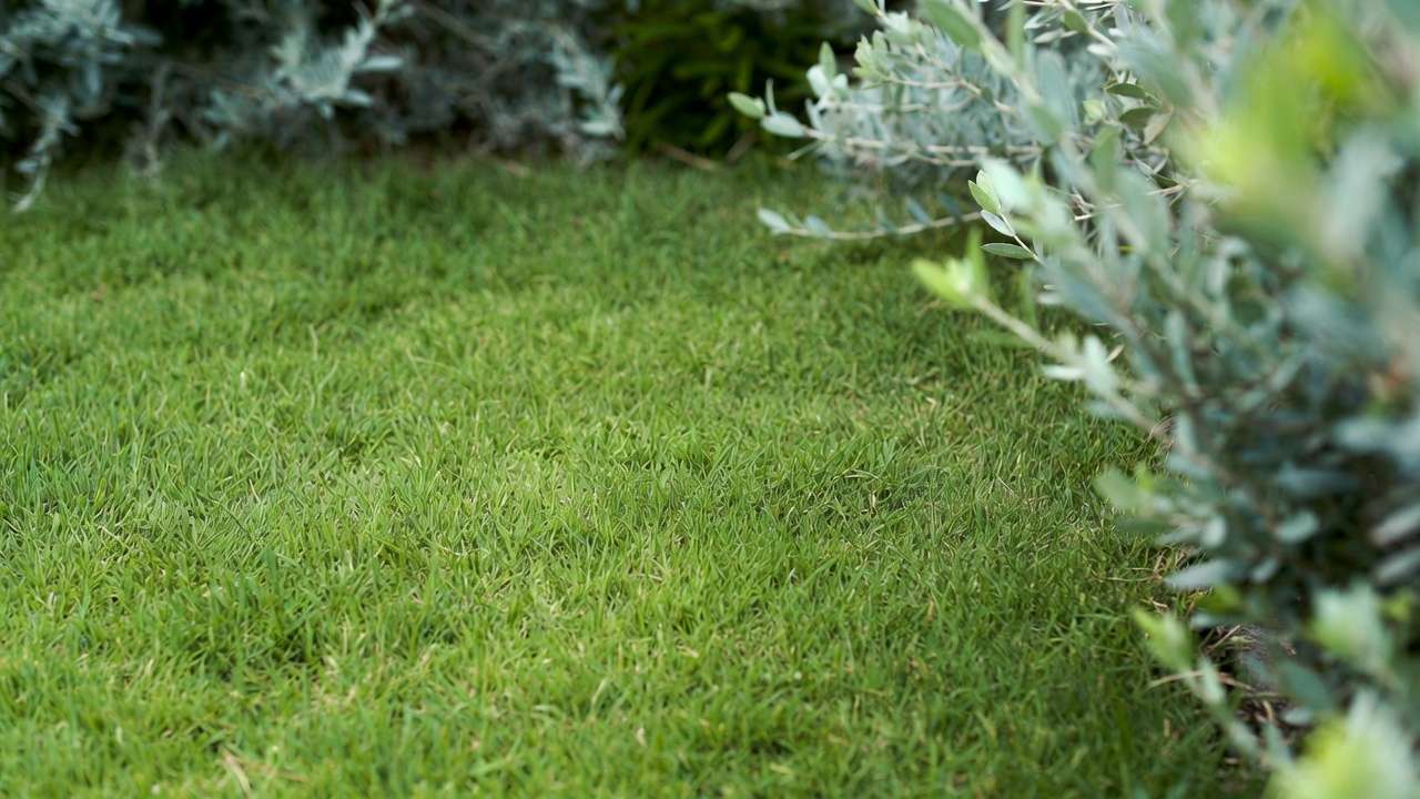 Low-growing buffalo grass as a drought-tolerant lawn alternative in a sunny yard