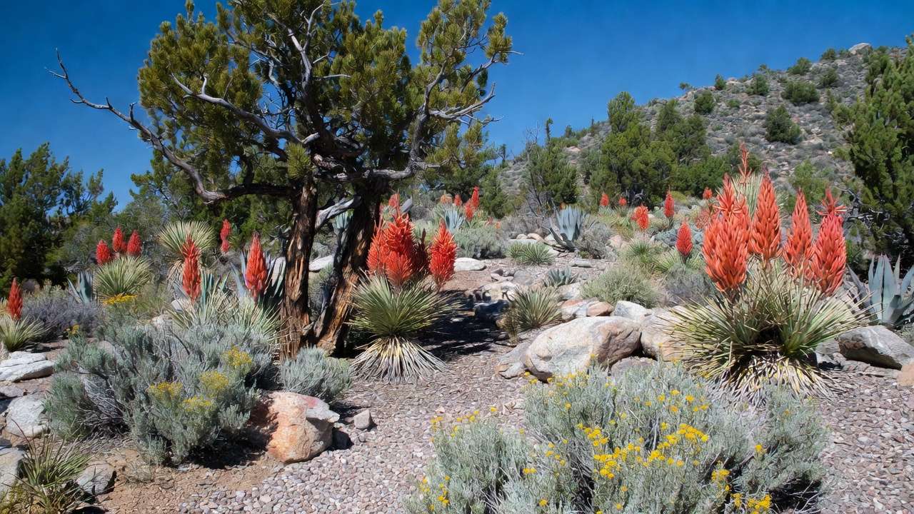 Cool desert garden with piñon pine, red yucca, and rabbitbrush thriving in rocky gravel mulch landscape.
