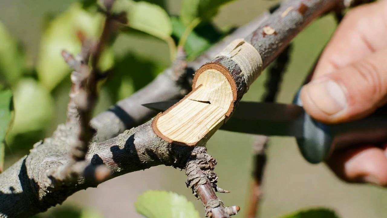 Close-up of whip-and-tongue grafting technique showing cambium layer alignment on fruit tree branch