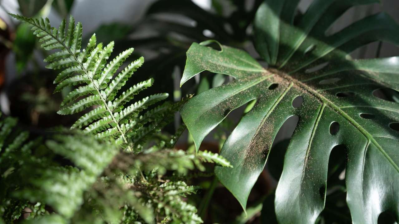 Close-up of houseplant leaves naturally capturing indoor dust and particulate matter