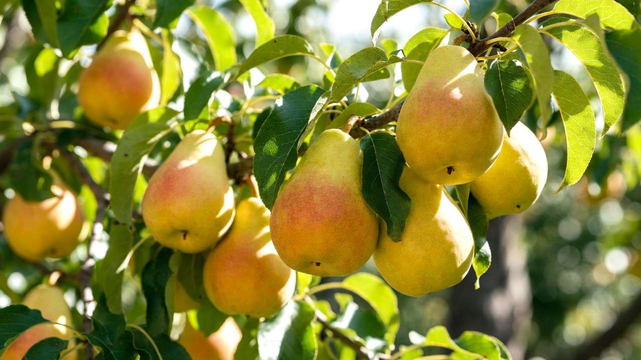 Ripe Harrow Sweet pears on healthy tree branch in home orchard