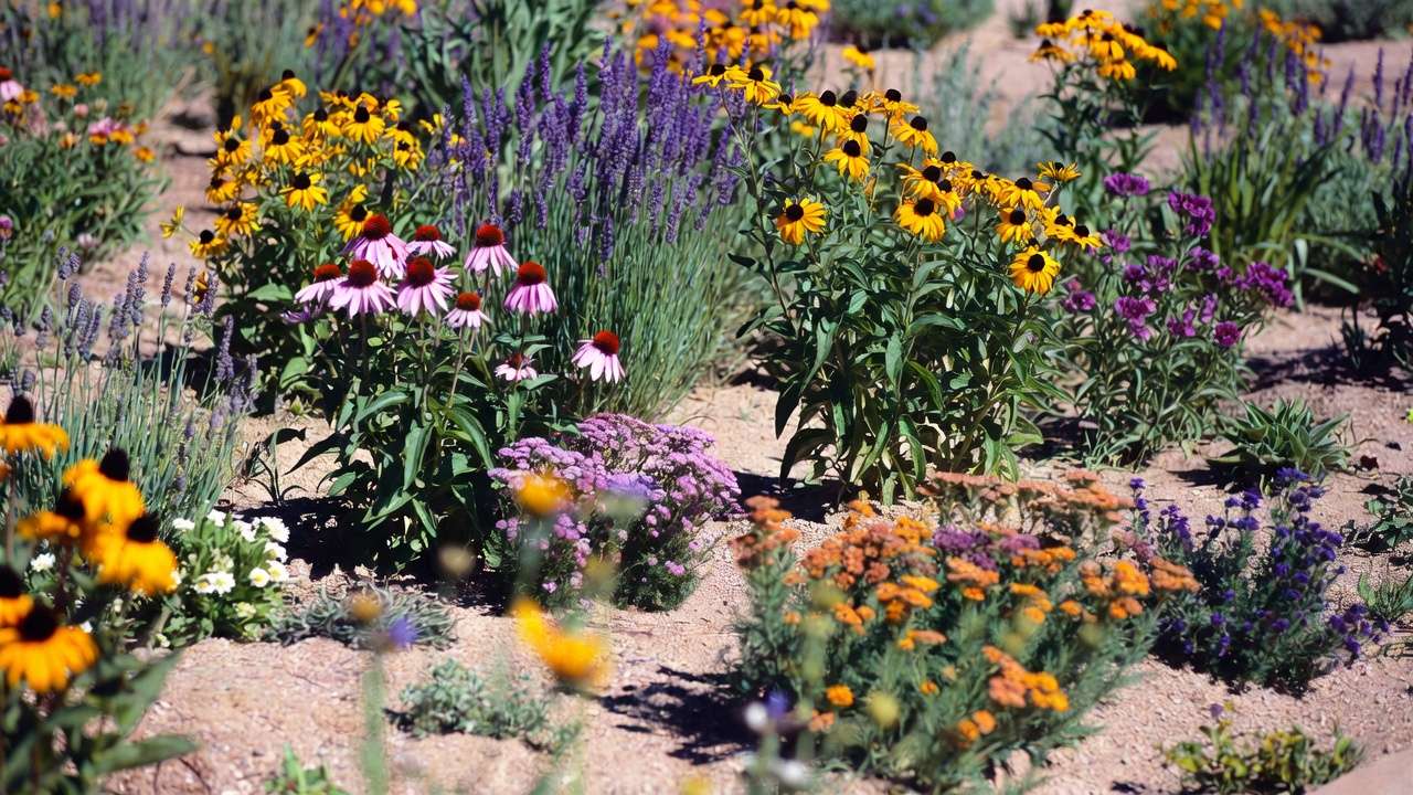 Vibrant drought-tolerant perennials like coneflowers and black-eyed Susans thriving in sandy soil garden bed