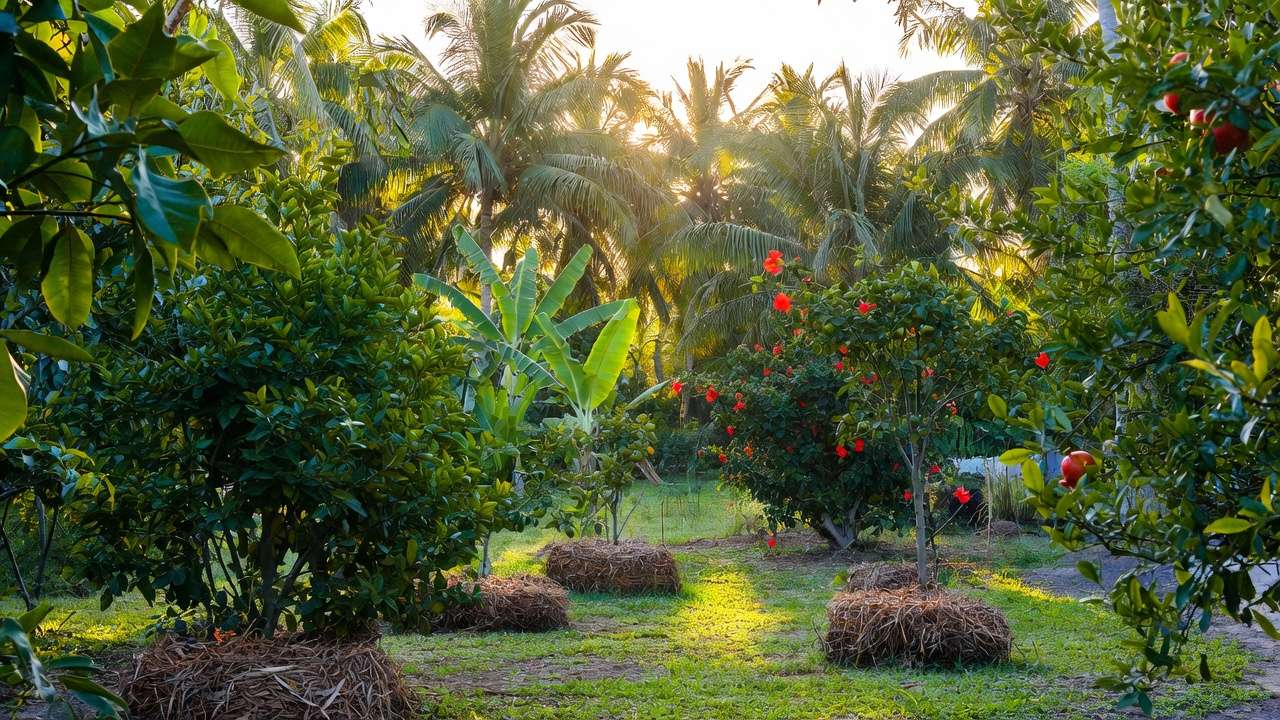 Thriving citrus, banana, hibiscus and pomegranate plants in a mulched tropical home garden using greywater irrigation