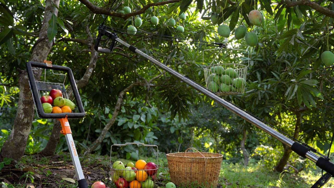 Best telescoping fruit picker with padded basket harvesting mangoes in home orchard, top tool recommendations