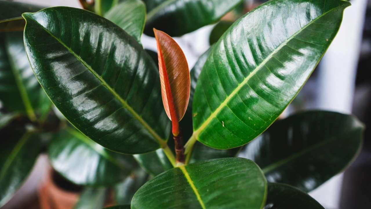 Close-up of glossy rubber plant leaves with emerging