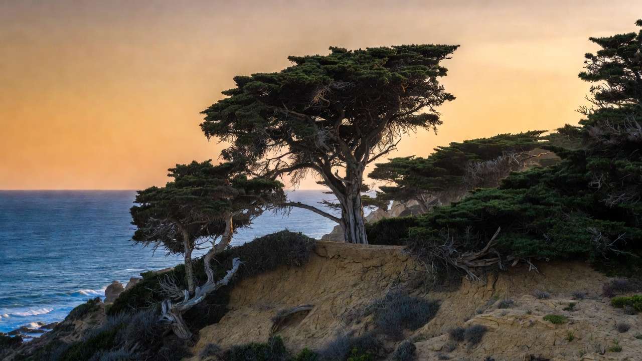 Windswept holm oak and pine trees thriving as resilient anchors in a dry coastal environment