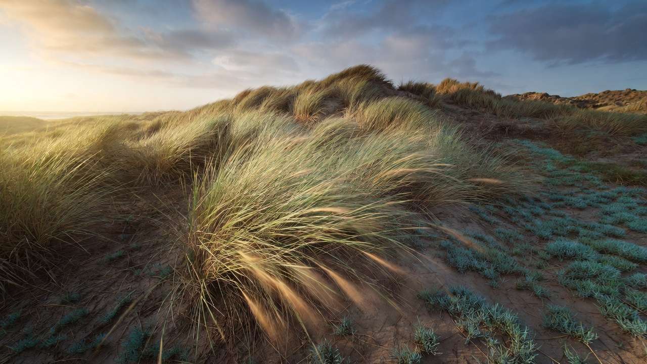 Windswept marram grass and coastal dune grasses thriving in dry windy seaside conditions