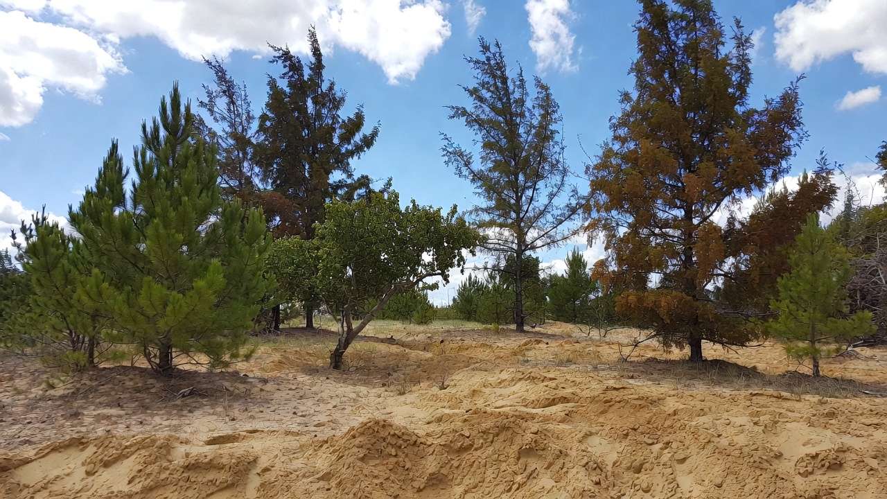 Resilient trees like eastern red cedar and pines growing successfully in sandy dry soil conditions