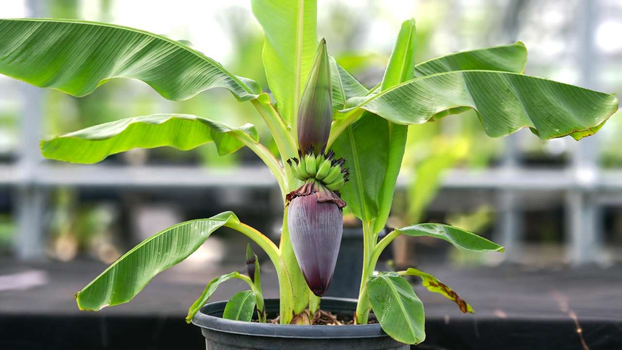 Dwarf banana tree with emerging fruit bunch in greenhouse pot
